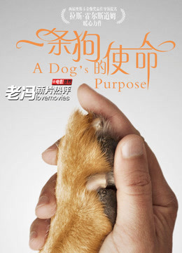 《一条狗的使命》--避犹不及的套路